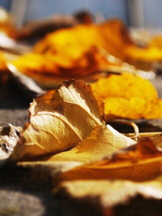 Herbst-Kollektion
